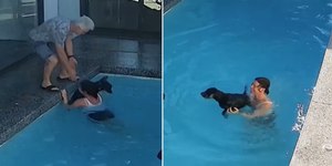 Tutora se joga duas vezes na piscina para salvar cão idoso