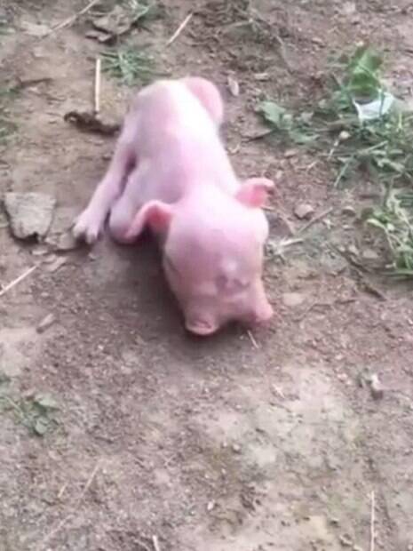 O porco 'duas caras' nasceu com o rosto duplicado em cidade chinesa