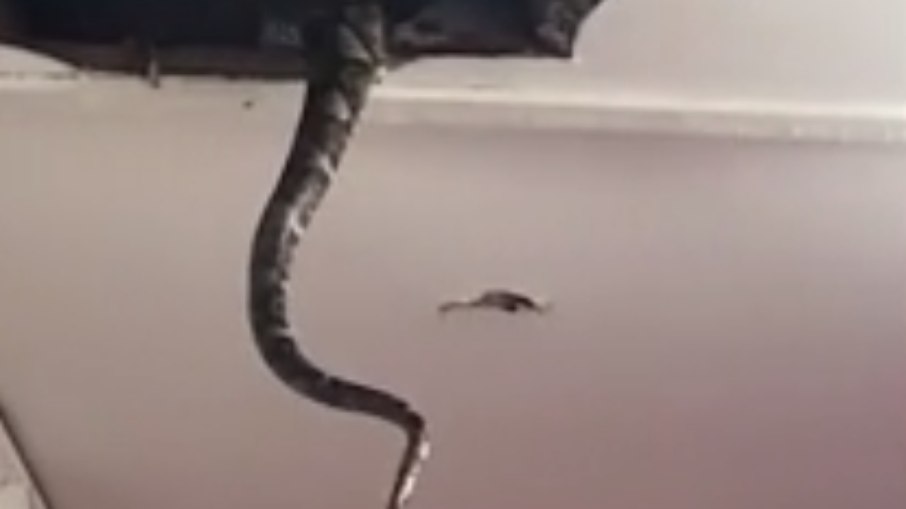 Cobras são encontradas no forro de casa na Malásia