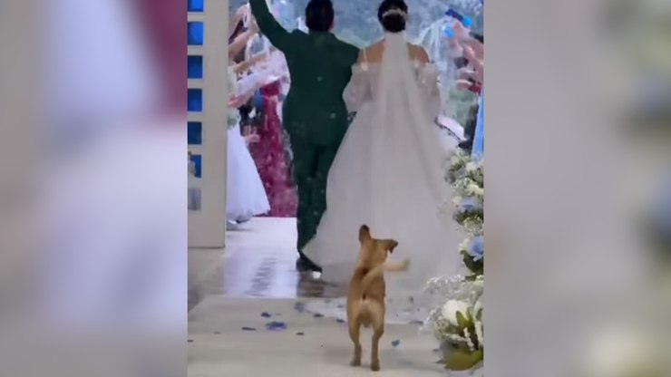 Cachorro caramelo invade casamento e brinca com vestido da noiva