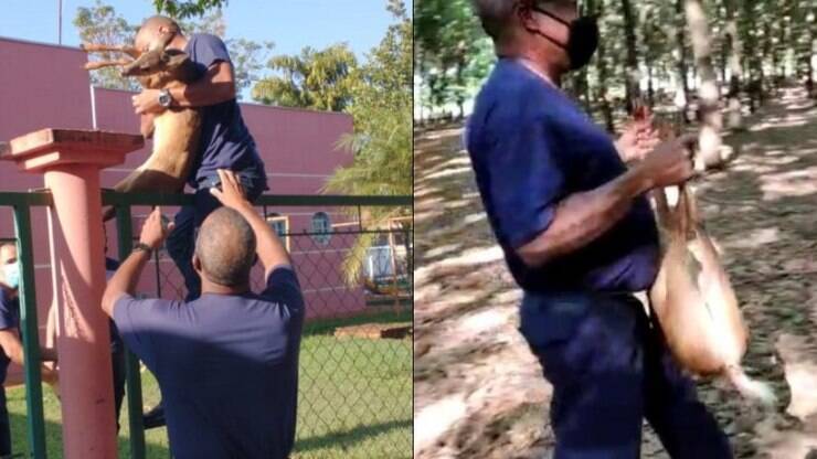 Veado é resgatado depois de entrar em escola na região