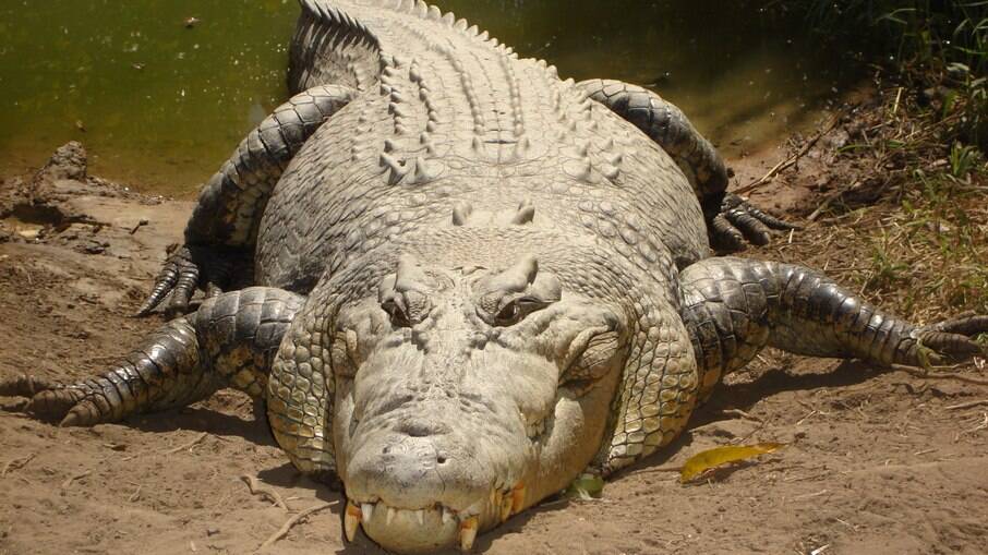 As autoridades investigam se os crocodilos estão envolvidos na morte do pescador desaparecido