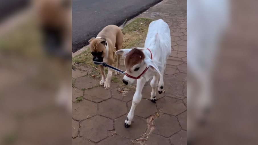 Cachorra puxa bezerro na coleira como se fosse seu filhote