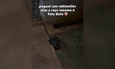 Rottweiler se mete em enrascada após cavar buraco e ficar preso