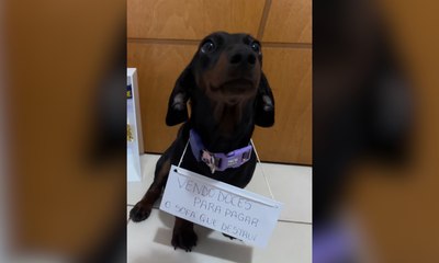 Salsicha 'vende doces' para pagar sofá destruído