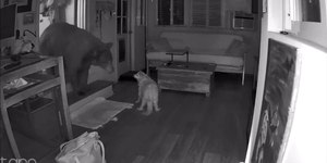 Cão idoso enfrenta urso selvagem durante invasão a casa