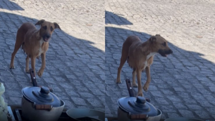 Esperto? Cachorro faz visita durante almoço para ganhar um agrado