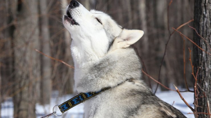 4 características do cachorro da raça husky siberiano