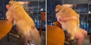 Golden de 40 kg insiste em pedir colo como se ainda fosse filhote