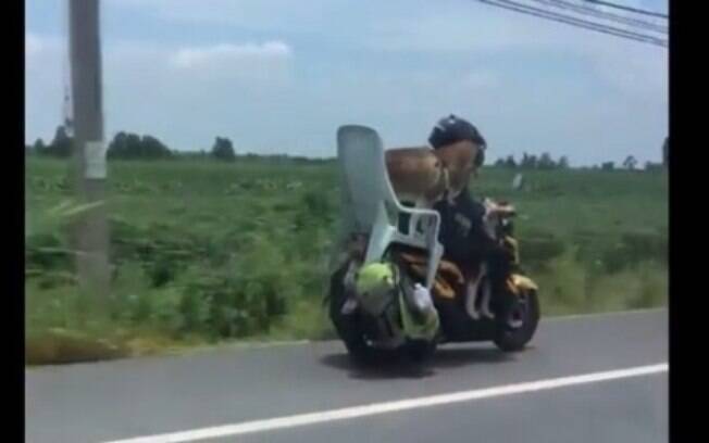 Turistas flagra motoqueiro tailandês transportando dois cães em sua moto