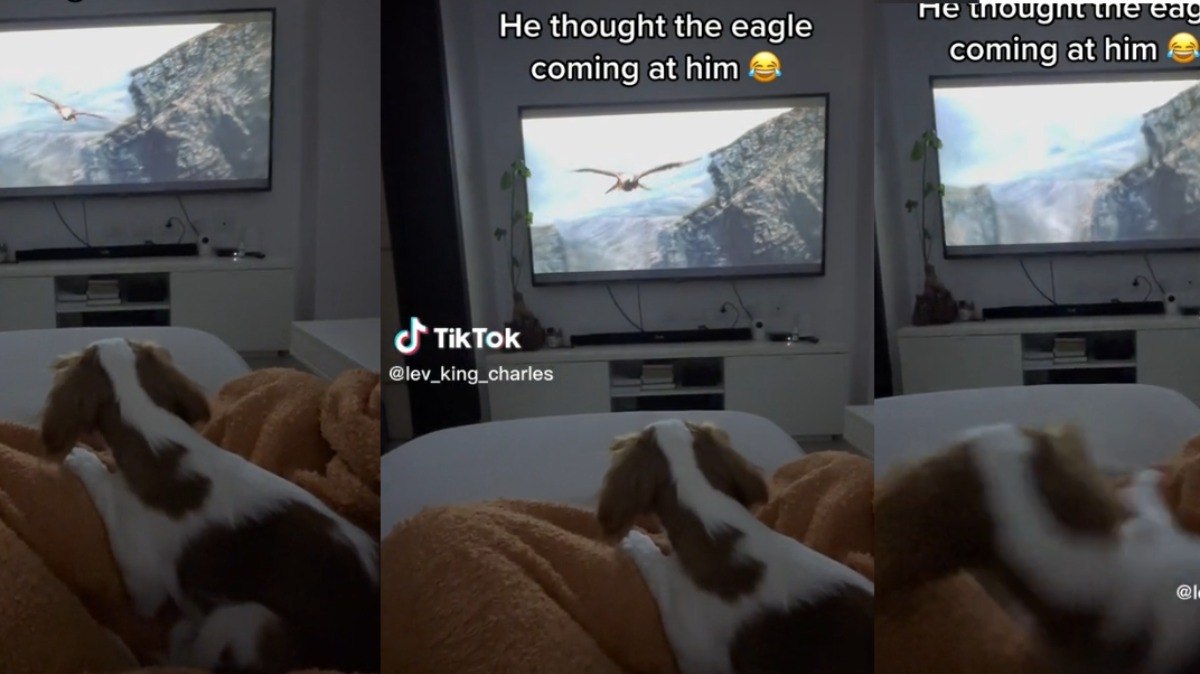 Reação do cachorro Lev divertiu os usuários do TikTok