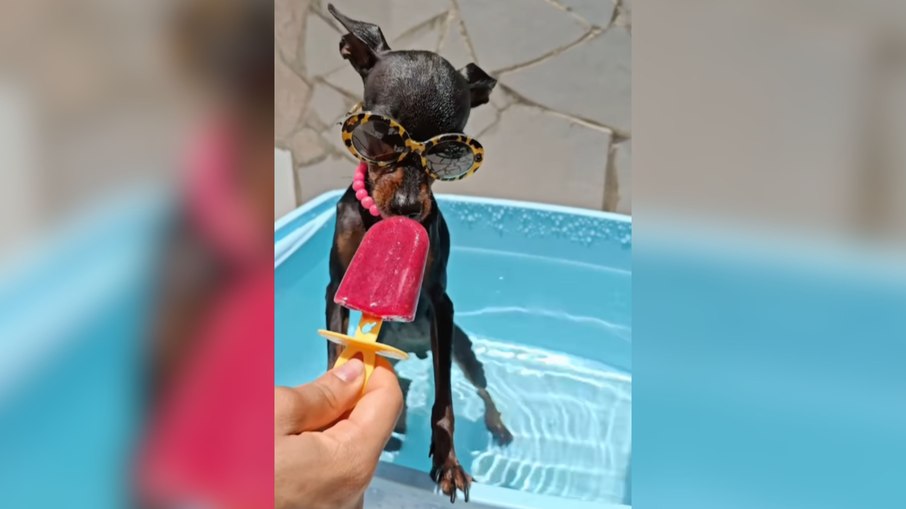 Pinscher rouba a cena ao curtir dia de sol com óculos e picolé Pinscher rouba a cena ao curtir dia de sol com óculos e picolé