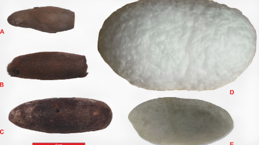 Casulos de bicho-da-seda de 4 mil anos encontrados no Uzbequistão redefinem a história do tecido na Ásia Casulos de bicho-da-seda de 4 mil anos encontrados no Uzbequistão redefinem a história do tecido na Ásia