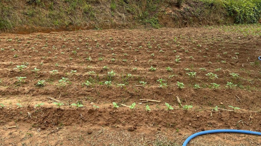 Campo de girassóis 