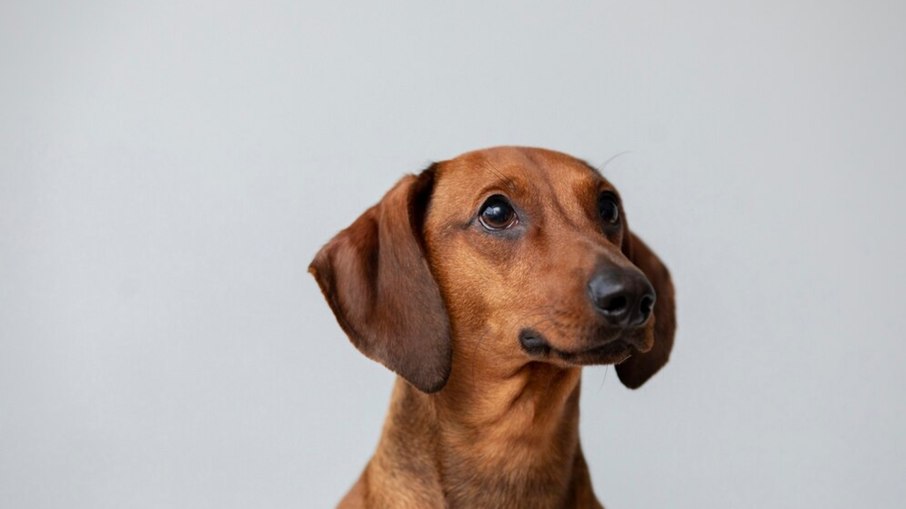 Cinco curiosidades que vão te fazer amar os dachshunds Cinco curiosidades que vão te fazer amar os dachshunds