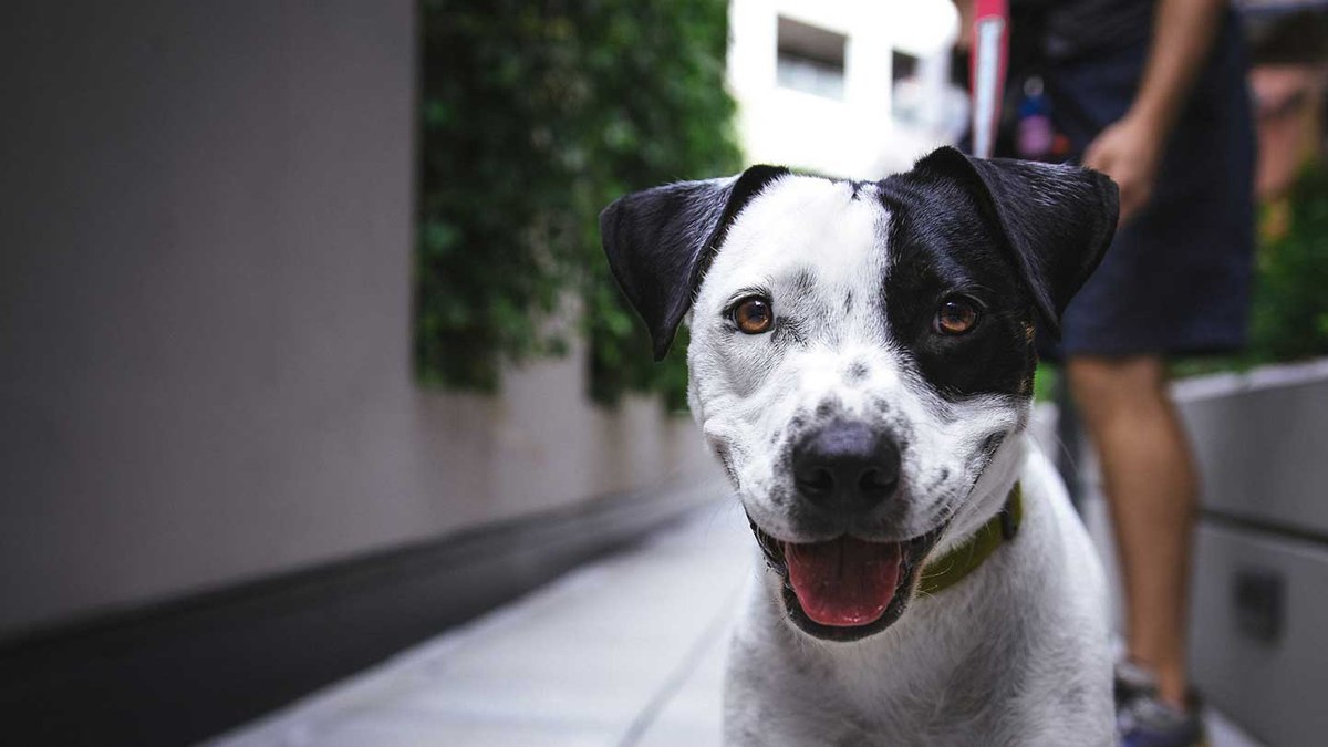 España crea una ley que obliga al tutor a realizar un curso antes de adoptar un perro