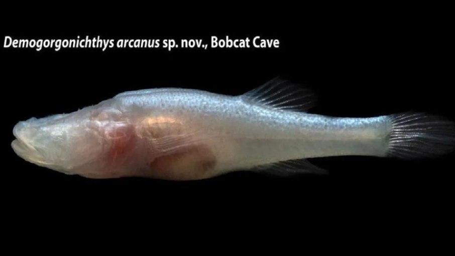 Demogorgonichthys arcanus, o peixe-demônio sem olhos