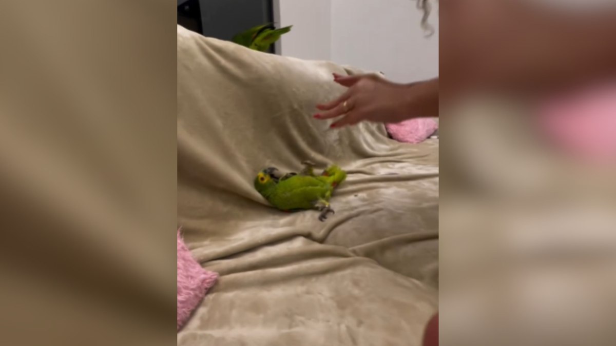 Timão, o Papagaio: Assista ao Vídeo que Conquistou Milhões com seu Jeito Único de Pedir Carinho!