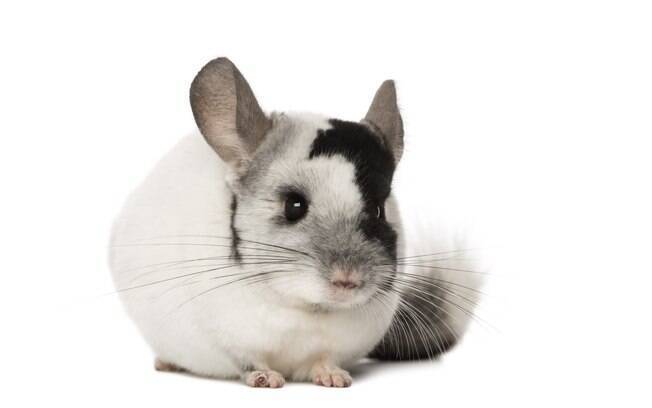 A aparência das chinchilas é uma mistura de hamster com coelho
