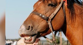 Tartaruga trava batalha ao tentar comer manga 