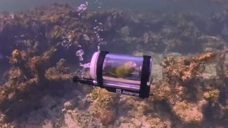 Periquito entra em um submarino e navega pela primeira vez