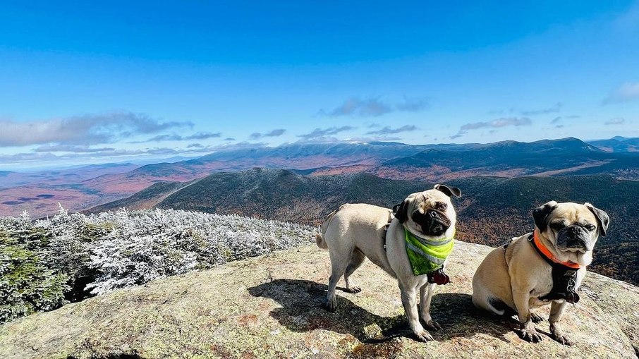 Woof e Lemom chamam a atenção por acompanharem tutor em aventuras pela natureza