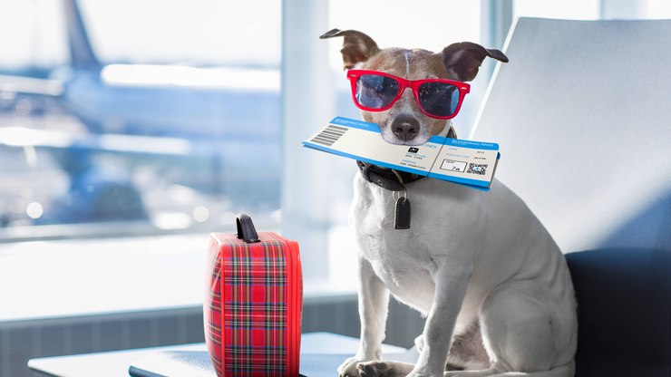 Vai à Copa? Veja 5 cuidados para viajar com pets