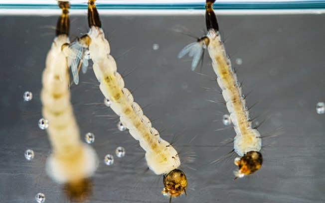 Fungos da Amazônia eliminam as larvas do mosquito da dengue