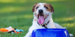 Sempre hidratado: como estimular o pet a consumir líquidos