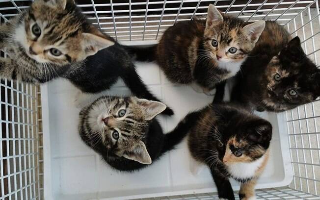 Junto ao Cats Program Nikita arrumou um lar aconchegante para receber os gatinhos