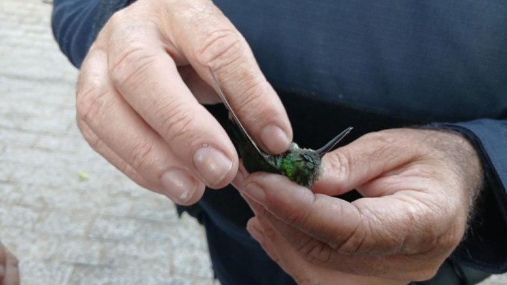 GCM resgata gambá ferido e salva beija-flor em Vinhedo