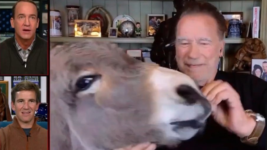 Arnold Schwarzenegger alimenta Lulu, seu burro de estimação, durante transmissão de podcast na ESPN