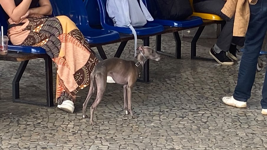 Cachorro em área de embarque da rodoviária do Rio de Janeiro