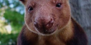 Canguru de árvore? Esse animal existe e é a coisa mais fofa do mundo