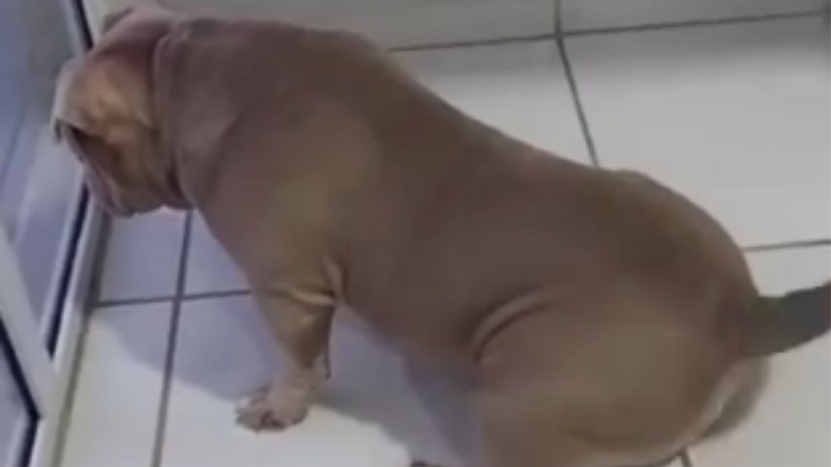 Cachorrinha faz plantão na janela à espera do papai todos os dias