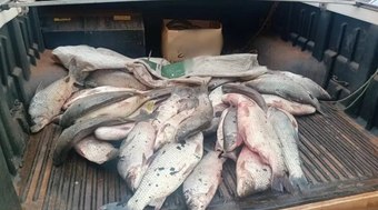 Pesca%20irregular%20acaba%20com%20apreens%C3%A3o%20de%2085%20kg%20de%20peixes