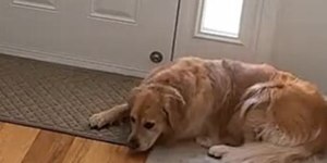 Cão que cresceu com bebê estranha primeiro dia de aula