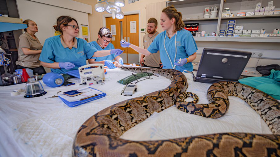 A cobra Jodie Foster se curou do câncer através da quimioterapia A cobra Jodie Foster se curou do câncer através da quimioterapia