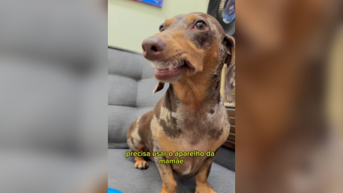 Salsicha surge usando alinhador dentário com total naturalidade Salsicha surge usando alinhador dentário com total naturalidade