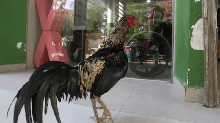 Galo espera por dono falecido há 8 anos em hospital 