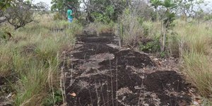 Inédito: pegadas de dinossauros são descobertas na Amazônia