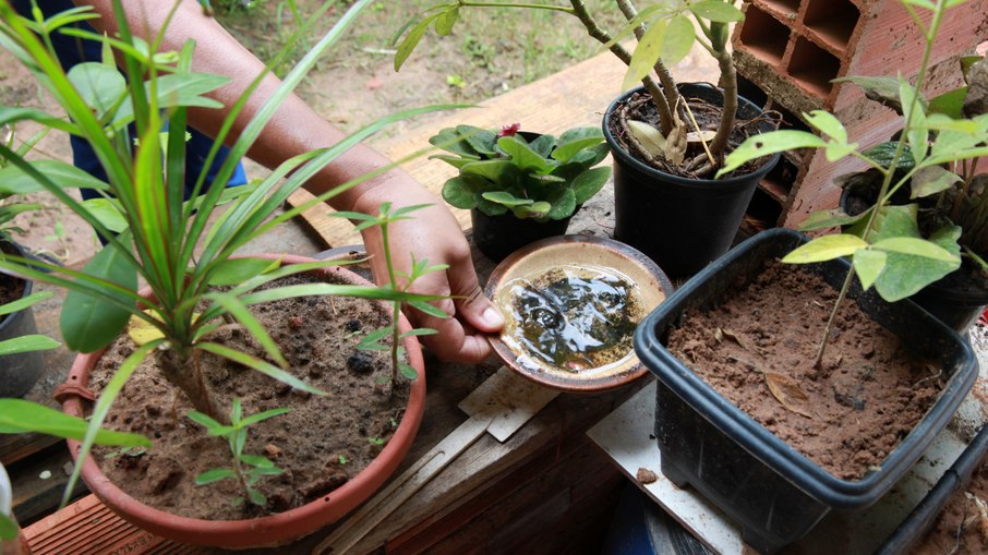 Pratinhos dos vasos de plantas e flores devem ser removidos.