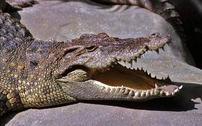 Crocodilo-siamês, que já vive no parque há muitos anos, se assustou com a selfie da turista e reagiu de forma defensiva