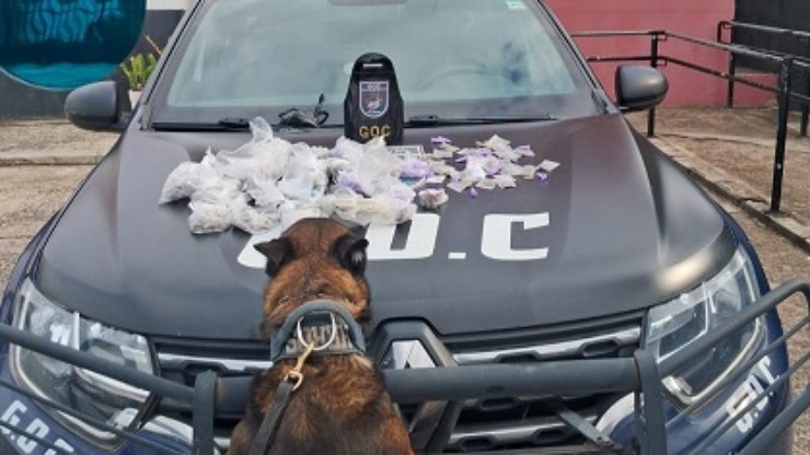 Cão farejador da GCM de Valinhos localiza cooler com drogas