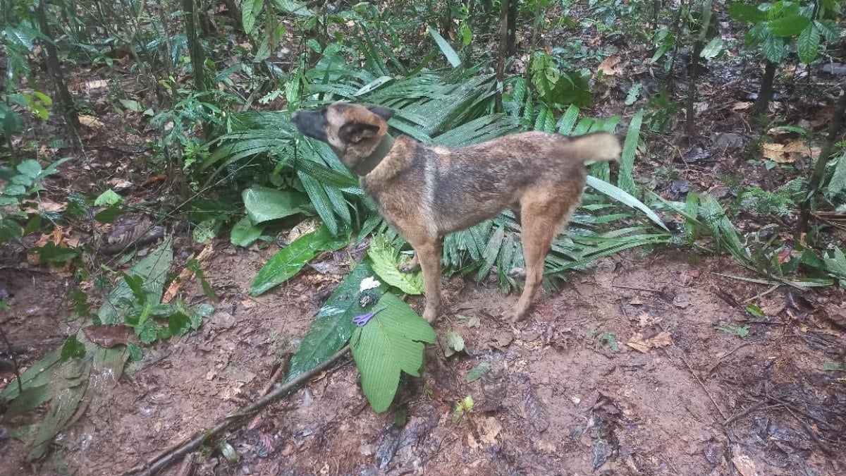 O cachorro Wilson foi fundamental na busca pelas crianças desaparecidas