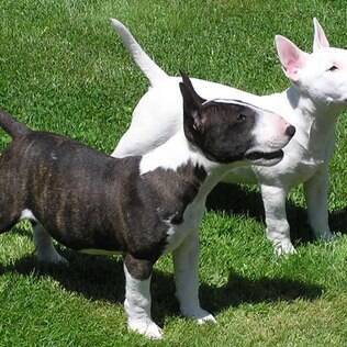 cuanto vale un bull terrier miniatura