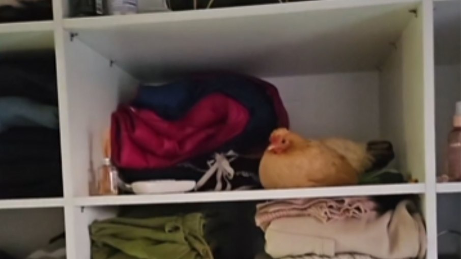 Galinha surpreende tutora ao dormir dentro de guarda-roupa