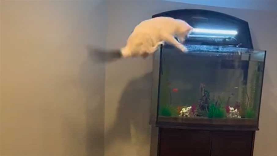 O bichano ficou em pânico quando caiu dentro do aquário