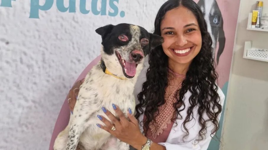 Cachorro ferido em queda de avião em Ubatuba (SP) inicia tratamento; saiba detalhes