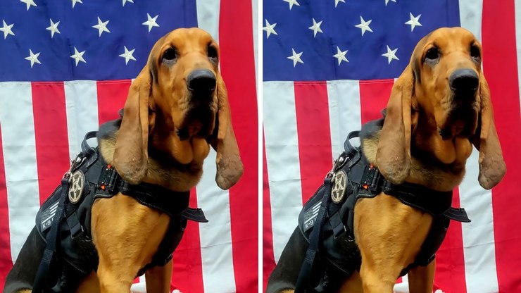 Cachorro%20policial%20morre%20ap%C3%B3s%20ser%20esquecido%20em%20viatura%20nos%20EUA